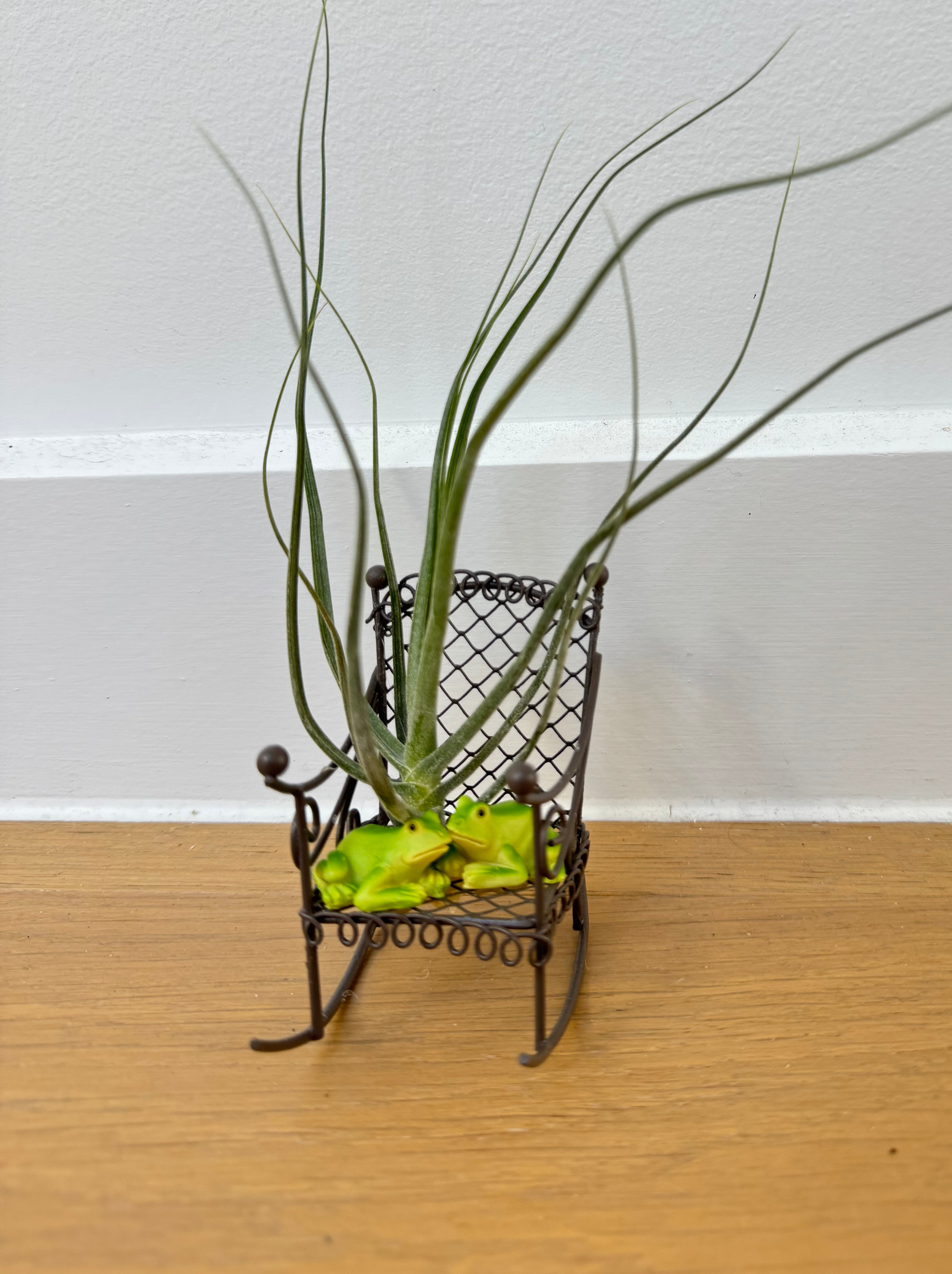 air breathing plants Frogs with Air Breathing Plant on Rocking Chair – Outside The Box