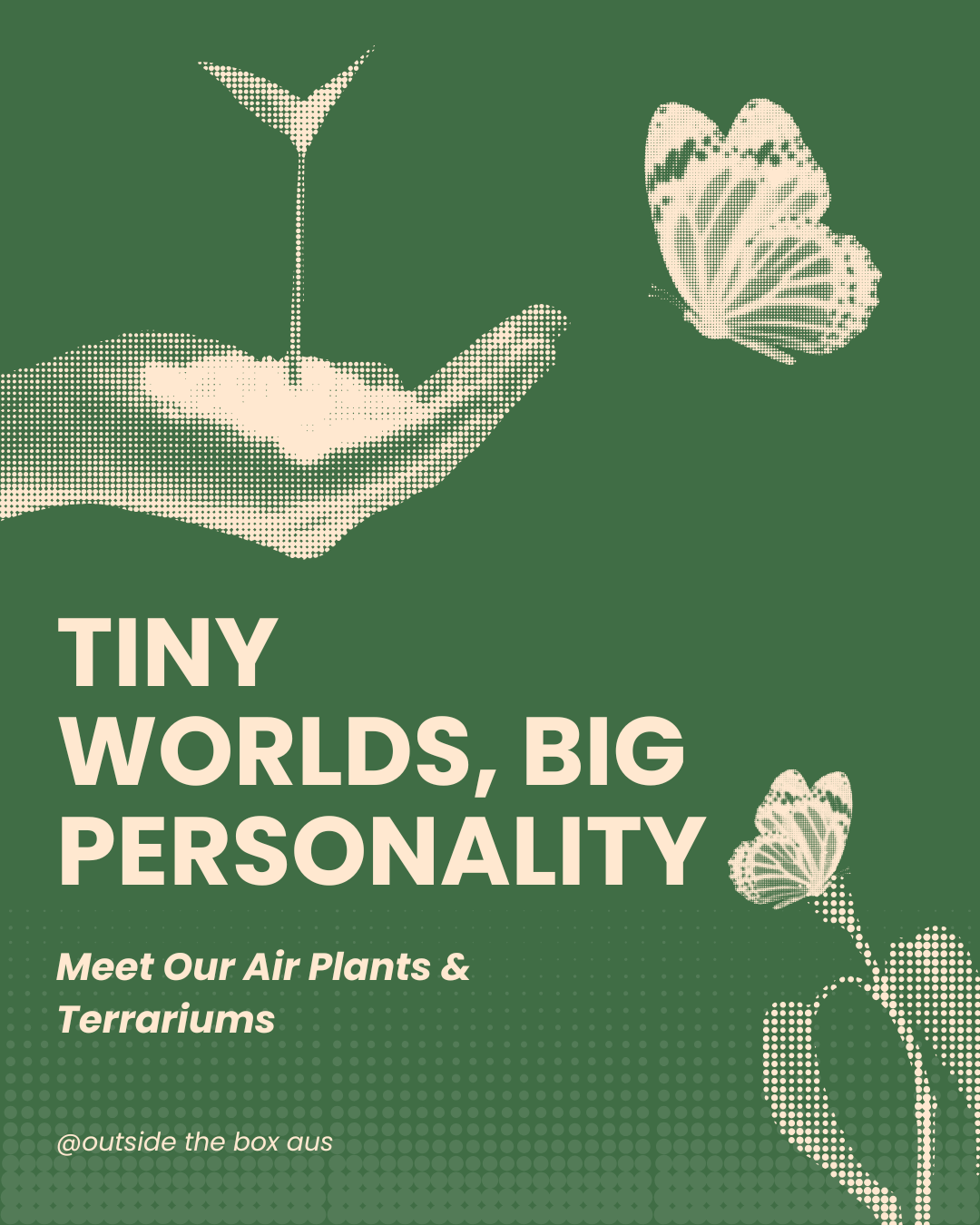 🌿 Tiny Worlds, Big Personality: Meet Our Air Plants & Terrariums