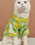 Pull citron pour animaux de compagnie