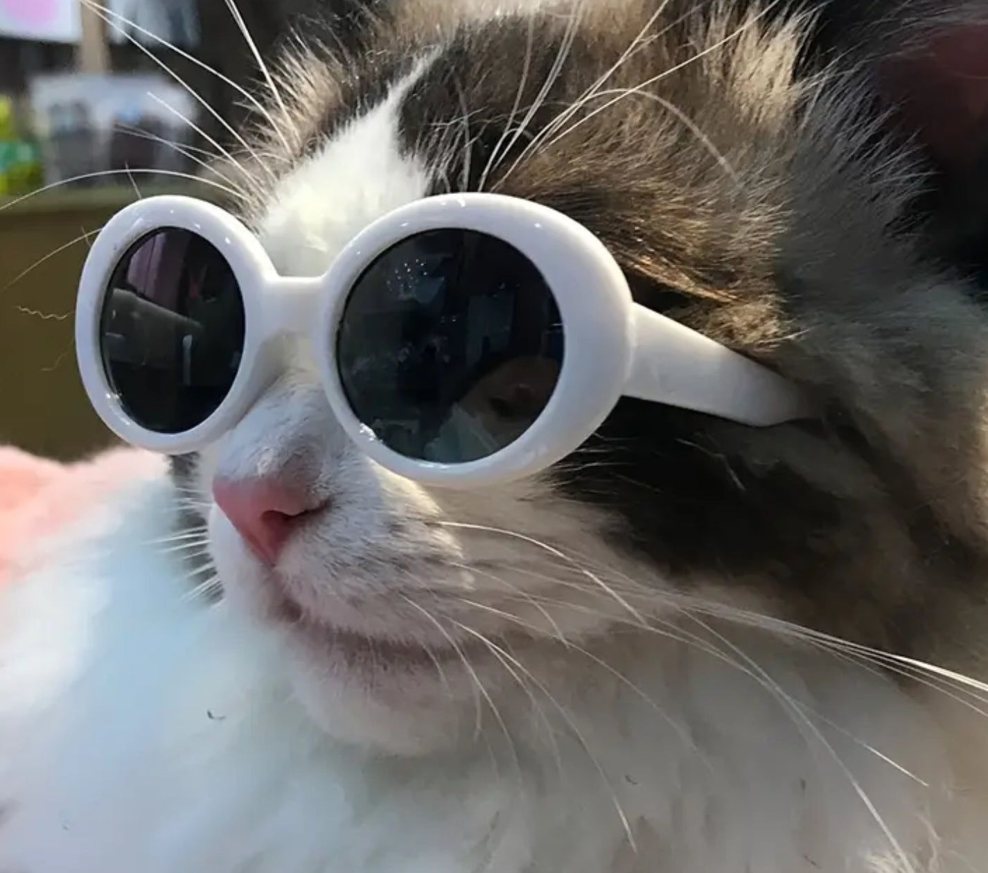 Lunettes pour petits animaux