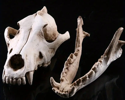 Resin Wolf Skull