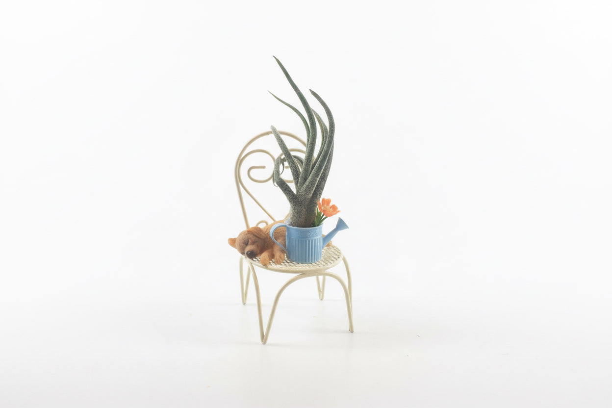 Sleeping Puppy Air Plant