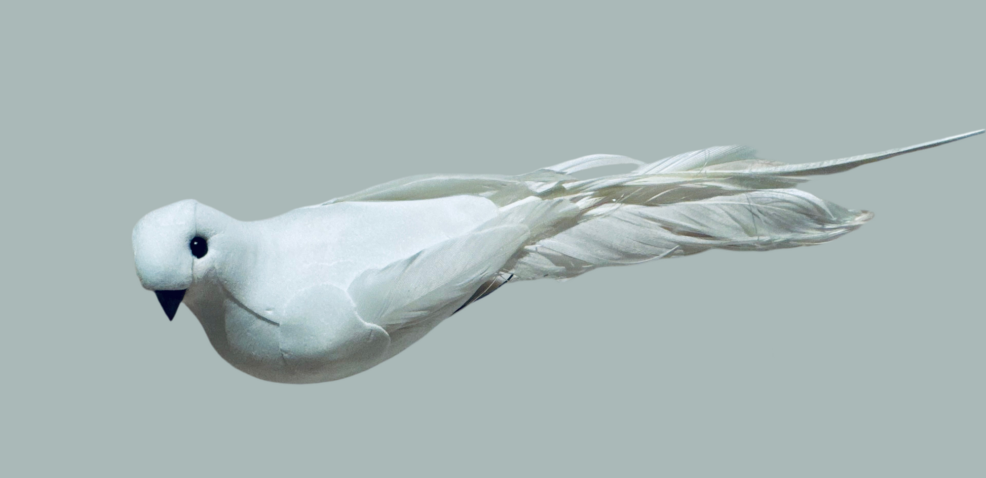 White feathered dove