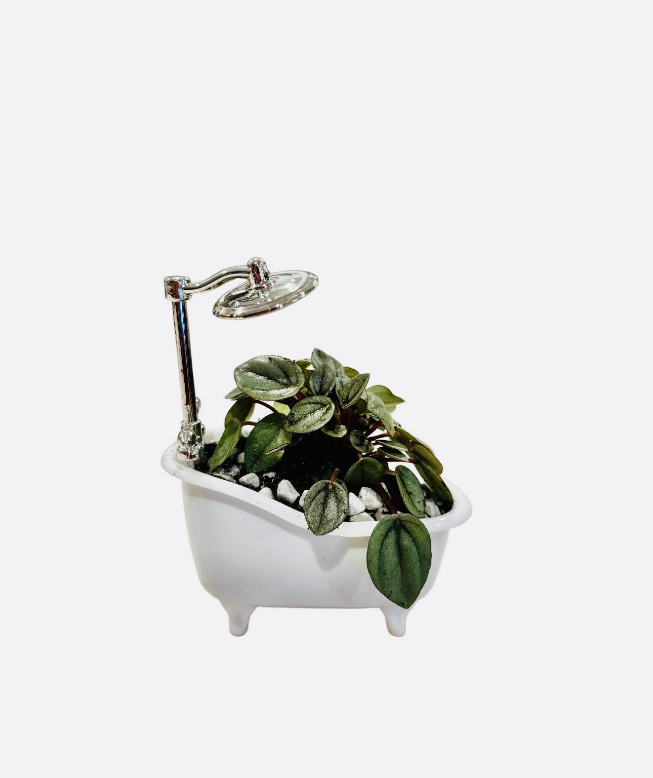 Bathtub Terrarium