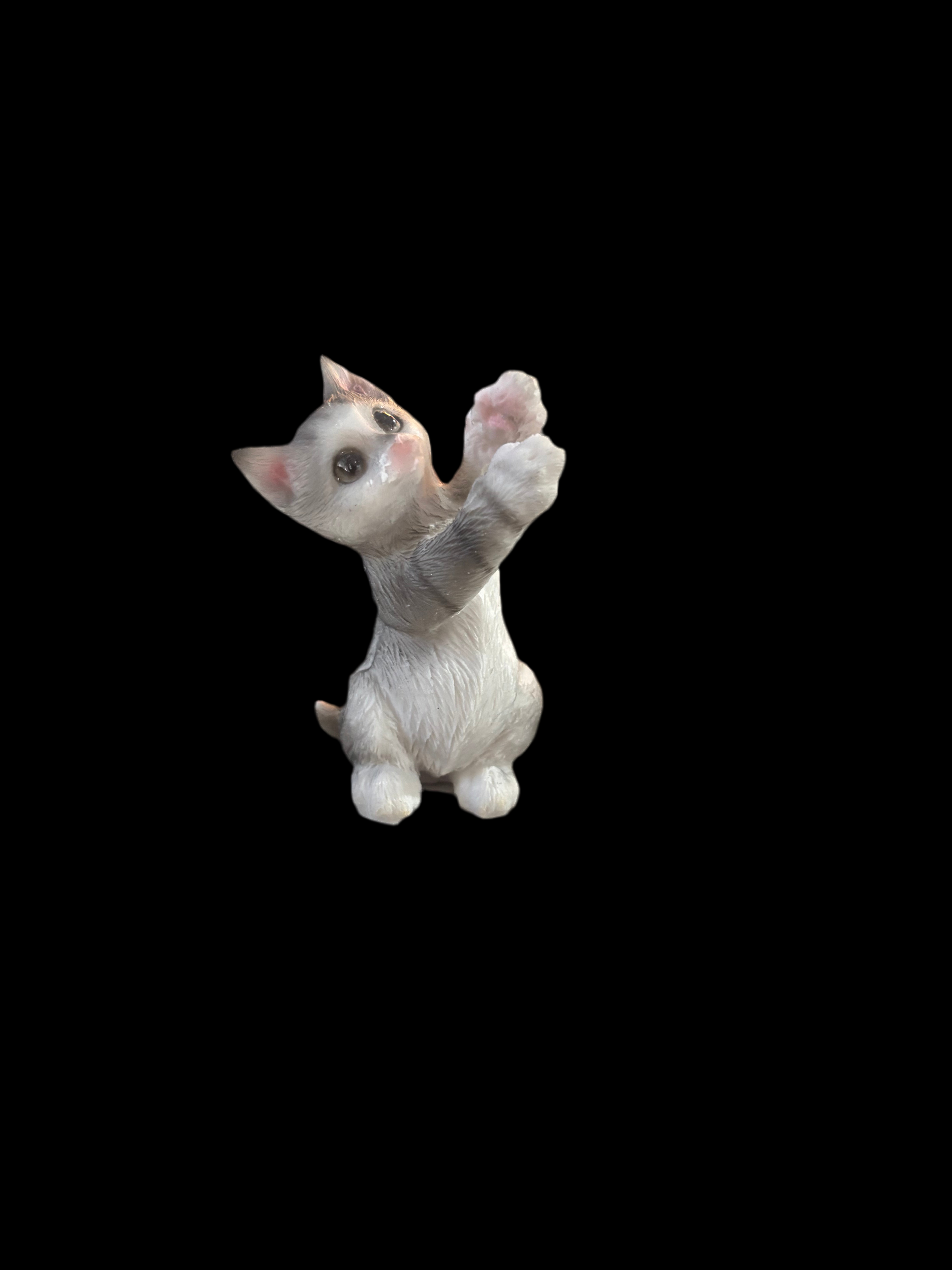 Playful grey cat