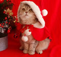 Christmas Cloak