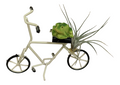Frog with Air Breathing Plant on Bicycle