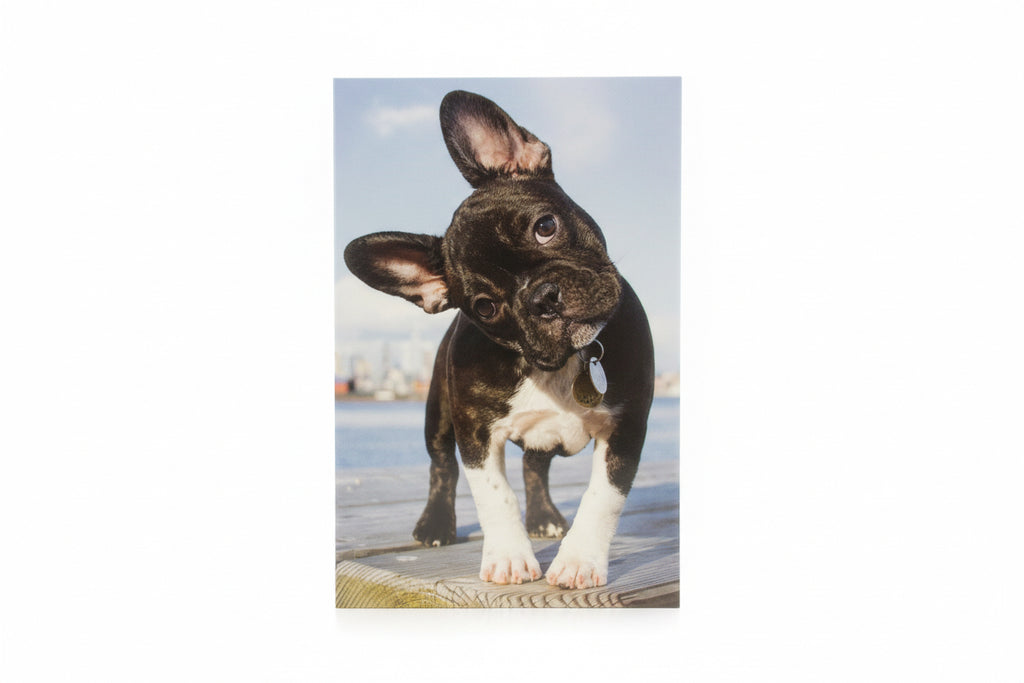Animal greeting blank card