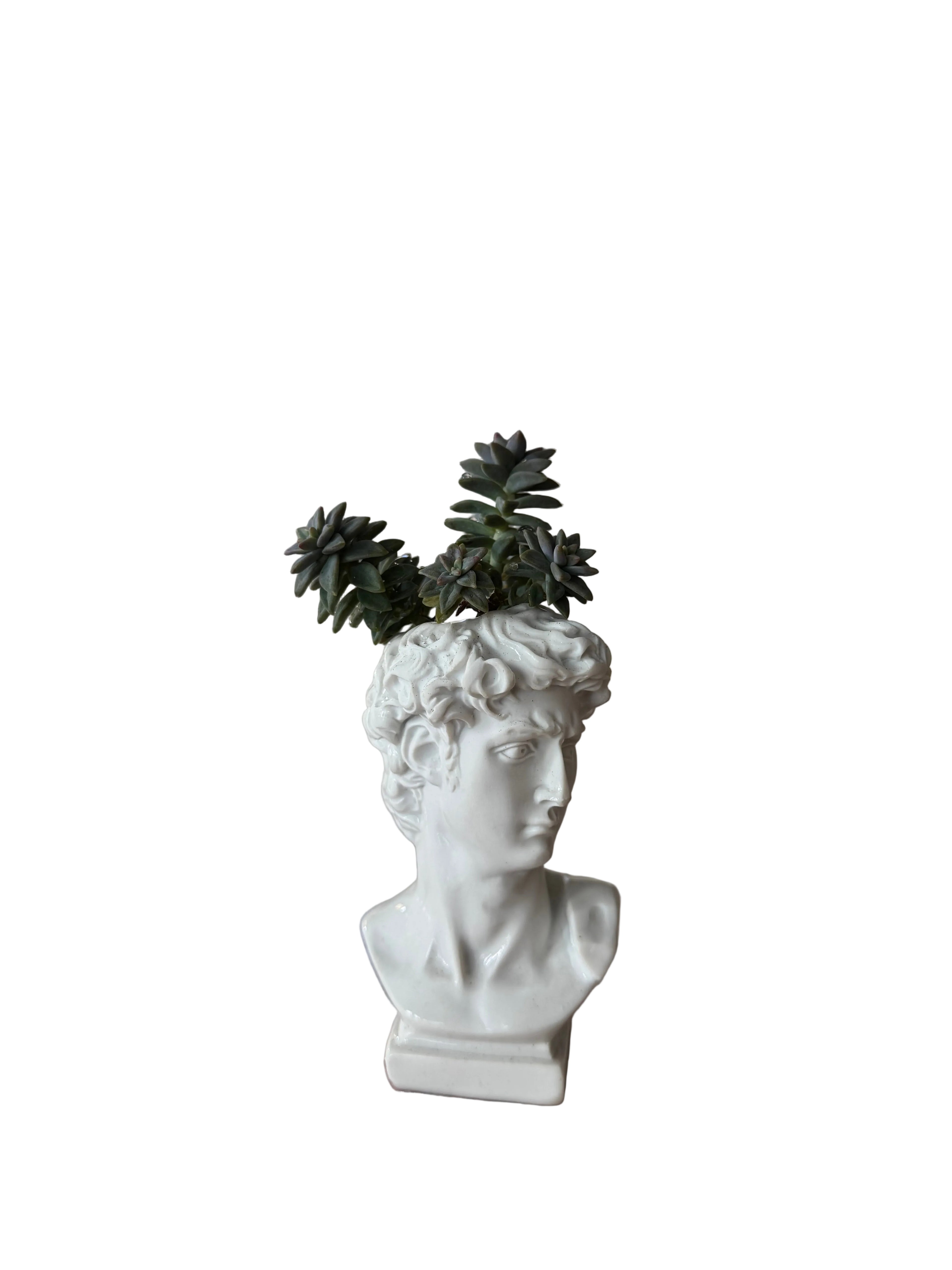 “David Needs a Haircut” Plant