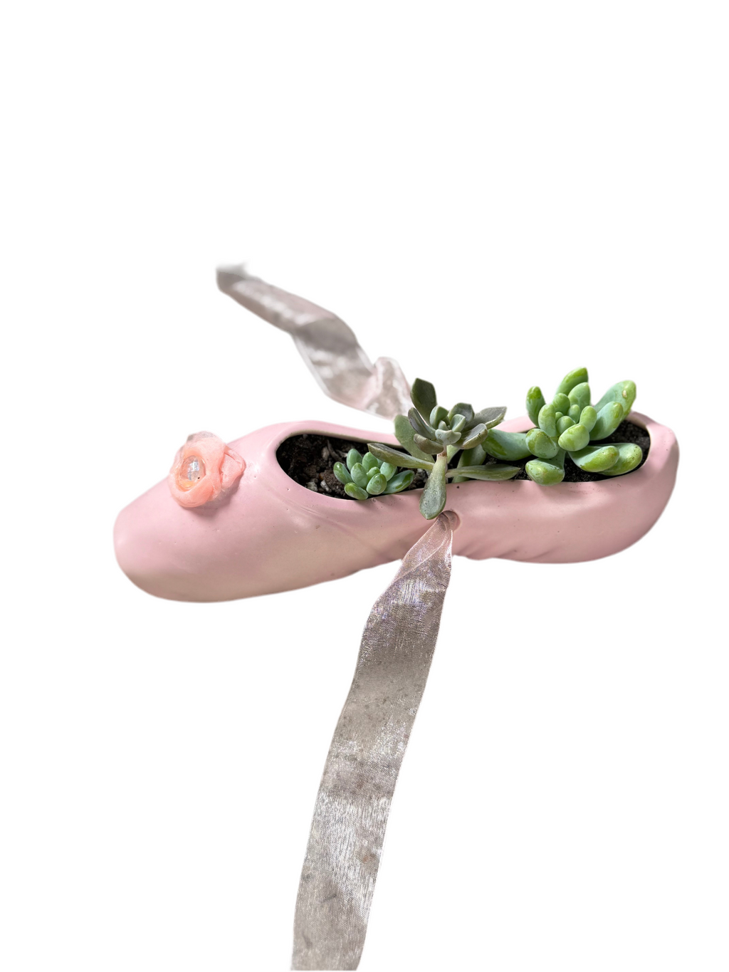 Ballerina pot + succulents