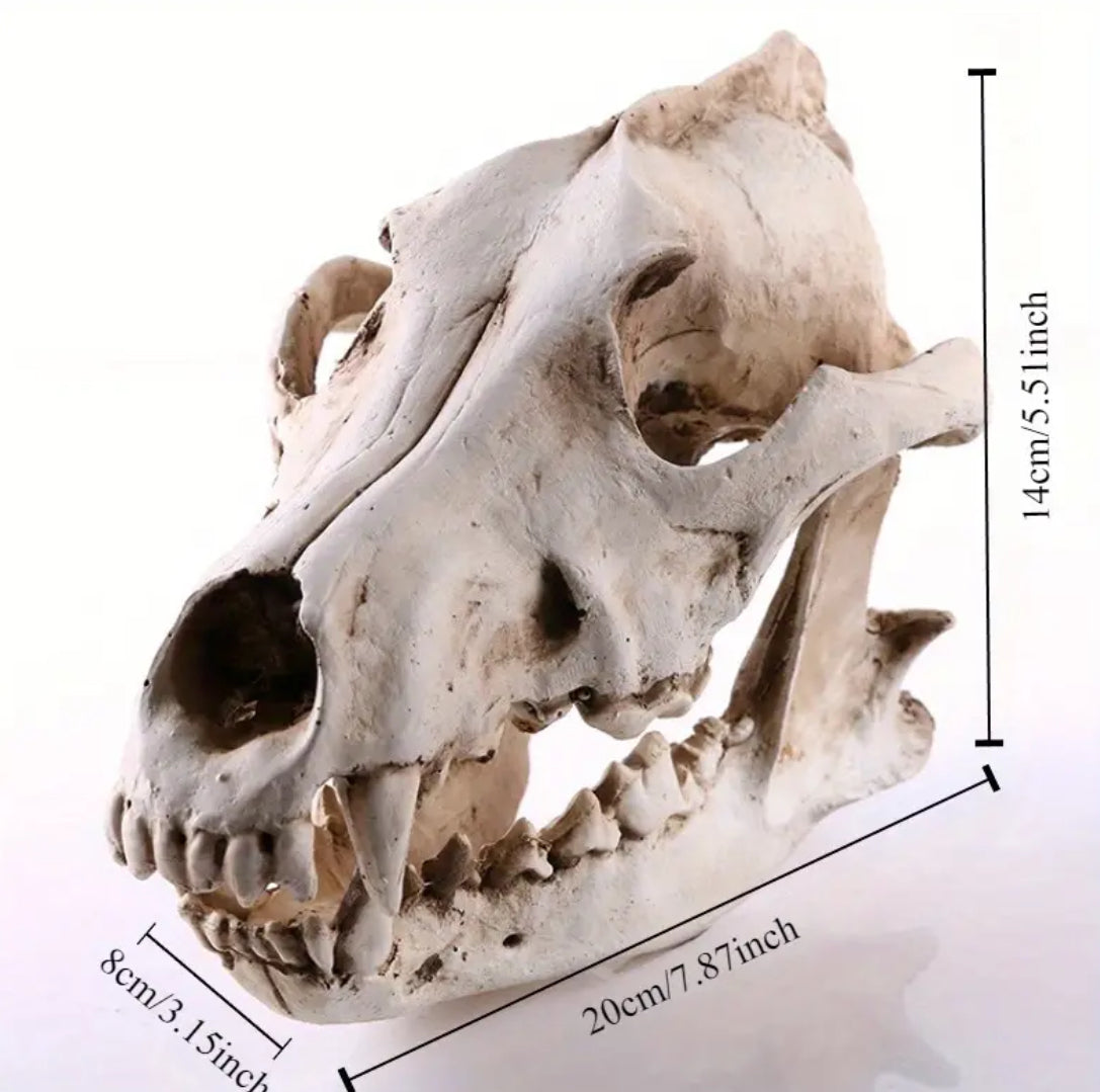 Resin Wolf Skull