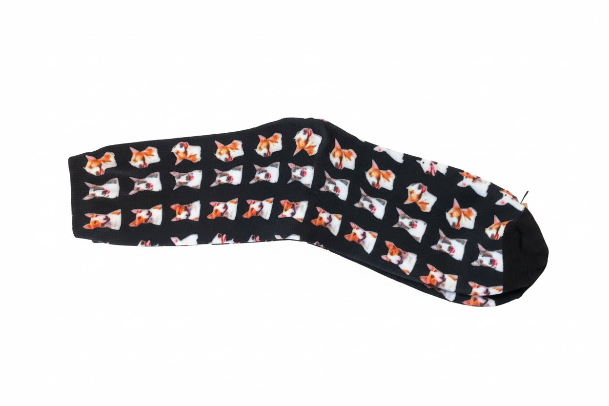 Bull terrier Socks black