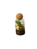 Playful Cat Terrarium