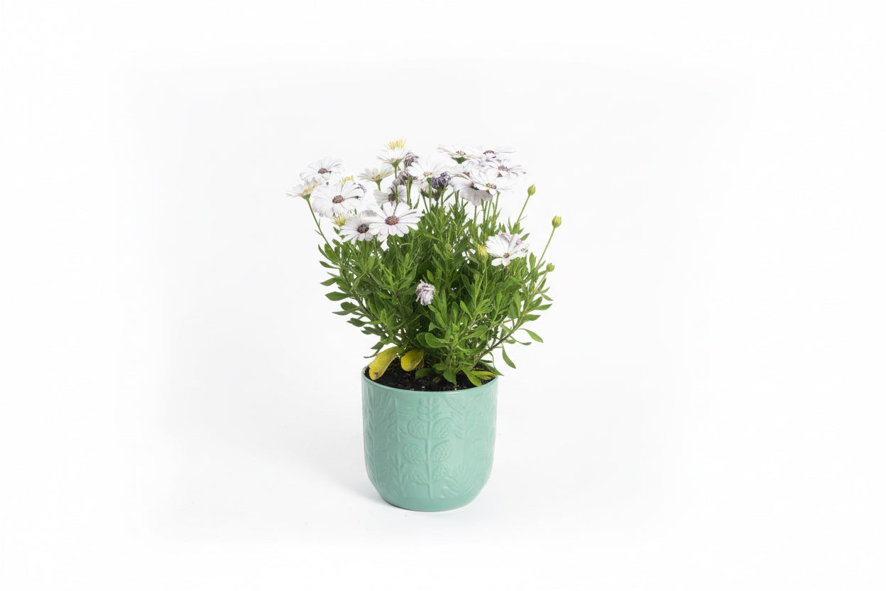 Osteospermum Plant in Ceramic Pot