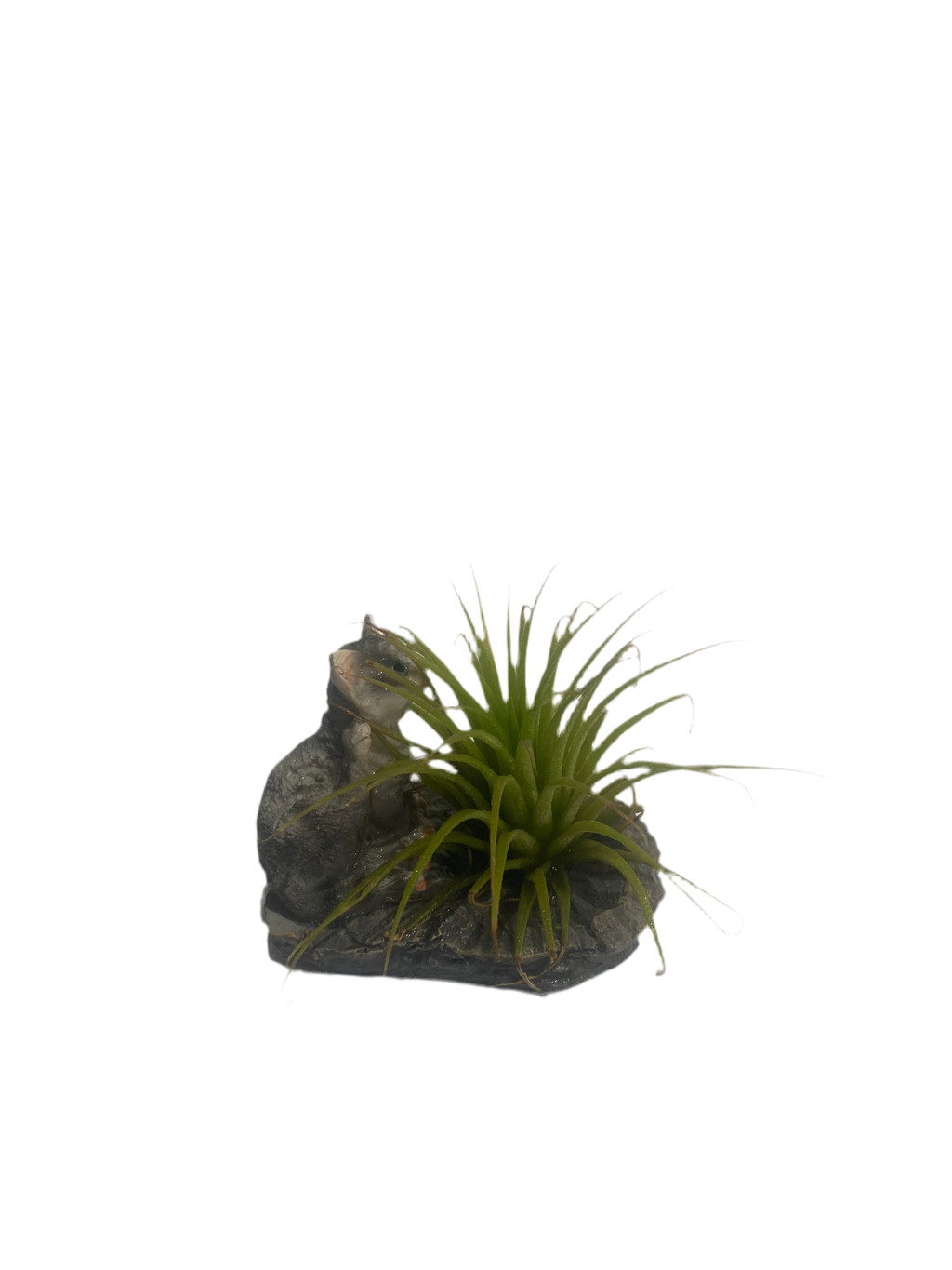 Air plant with cat