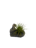 Air plant with cat