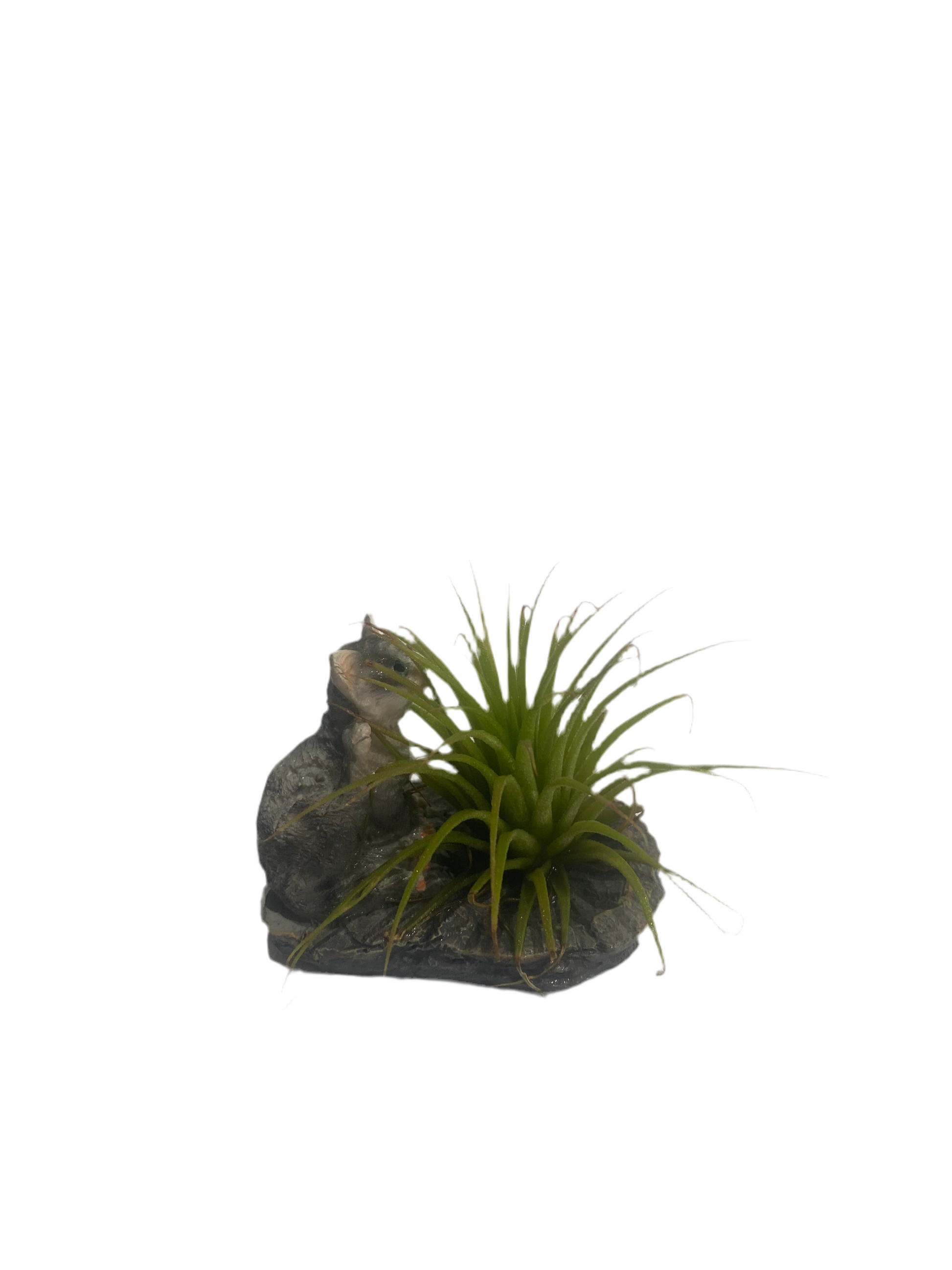 Air plant with cat