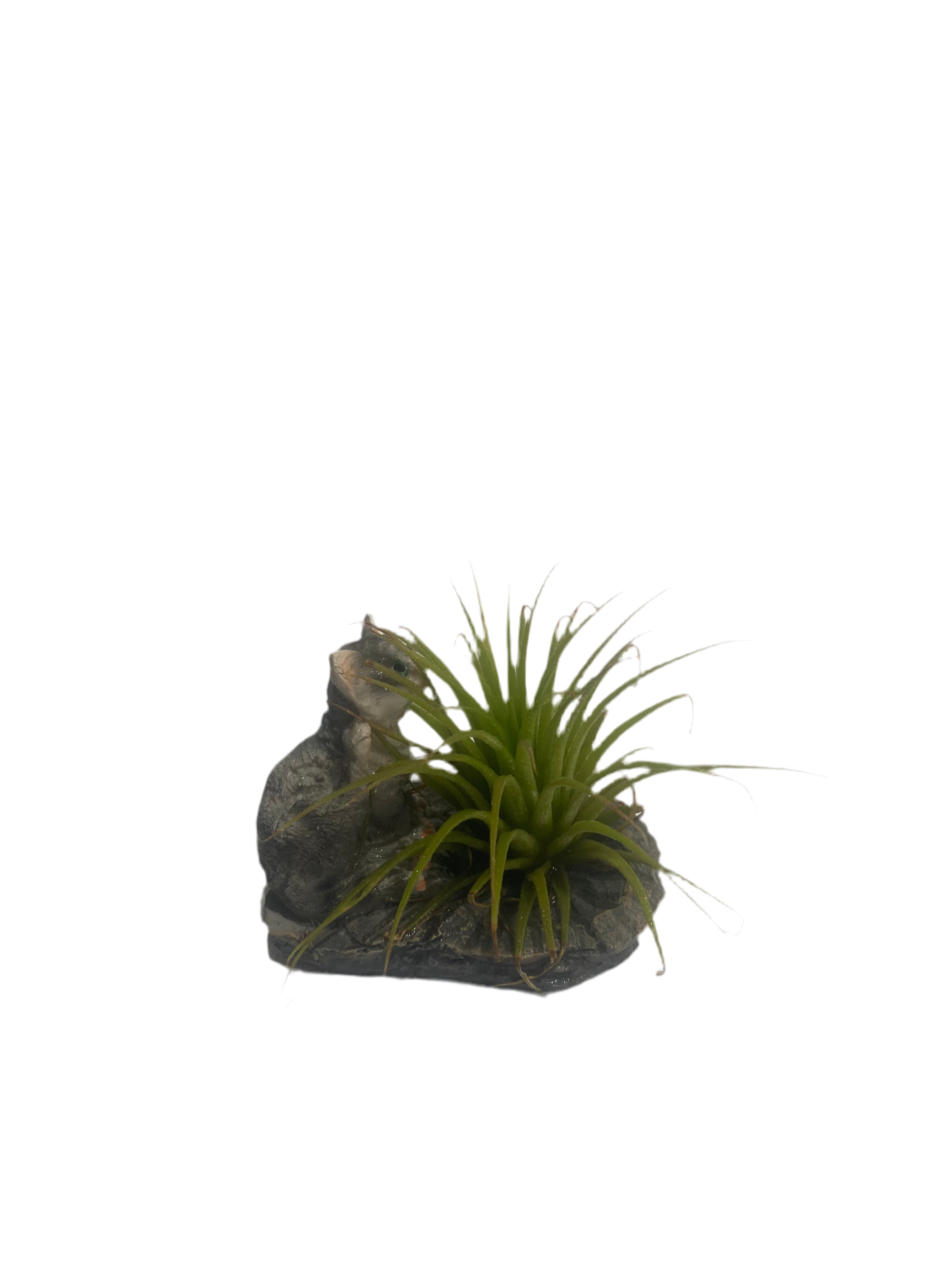 Air plant with cat