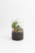 Booklover Terrarium