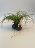 Cat Air Plant Aromatherapy Diffuser