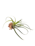Sea shell air plant