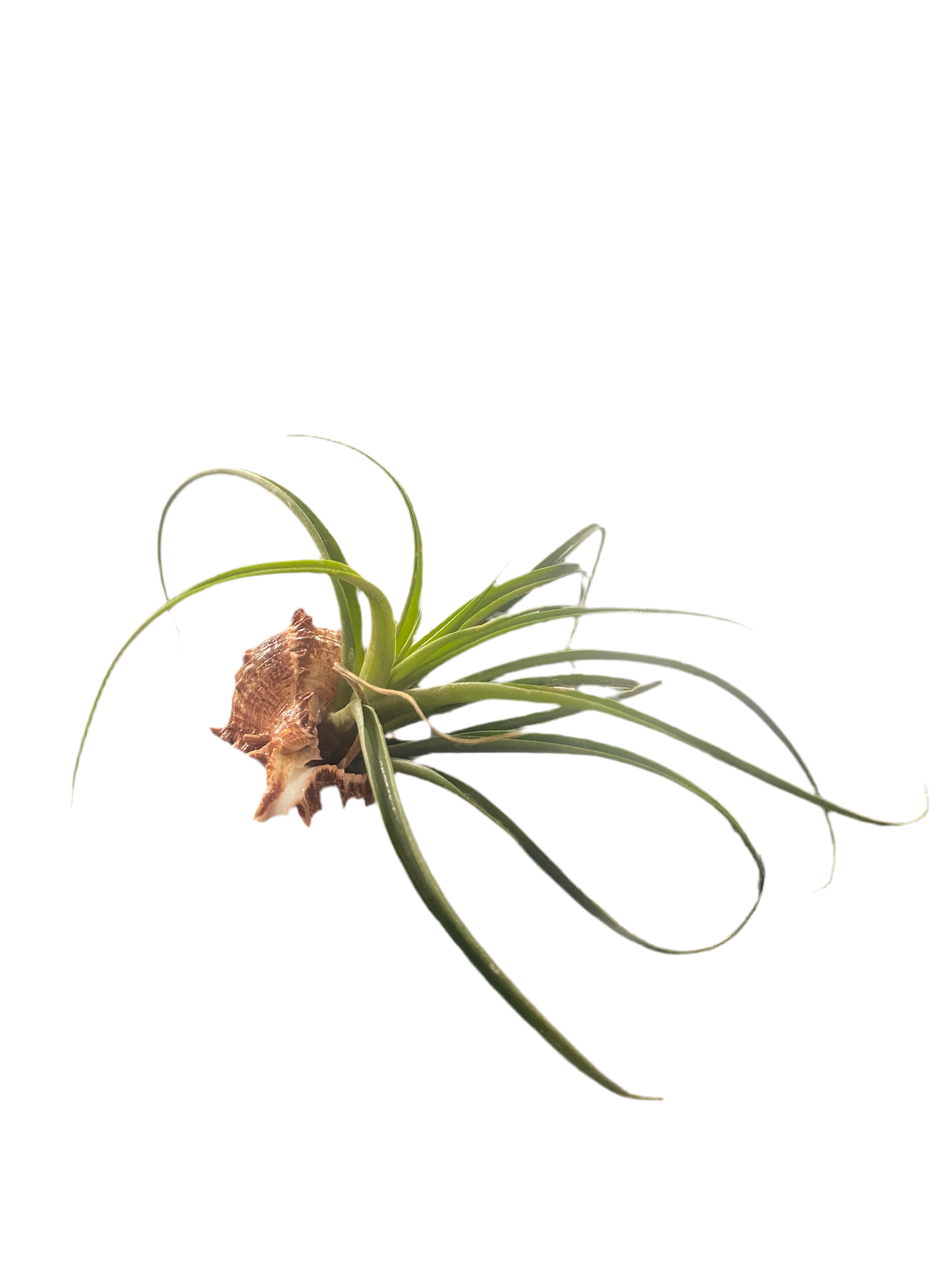 Sea shell air plant
