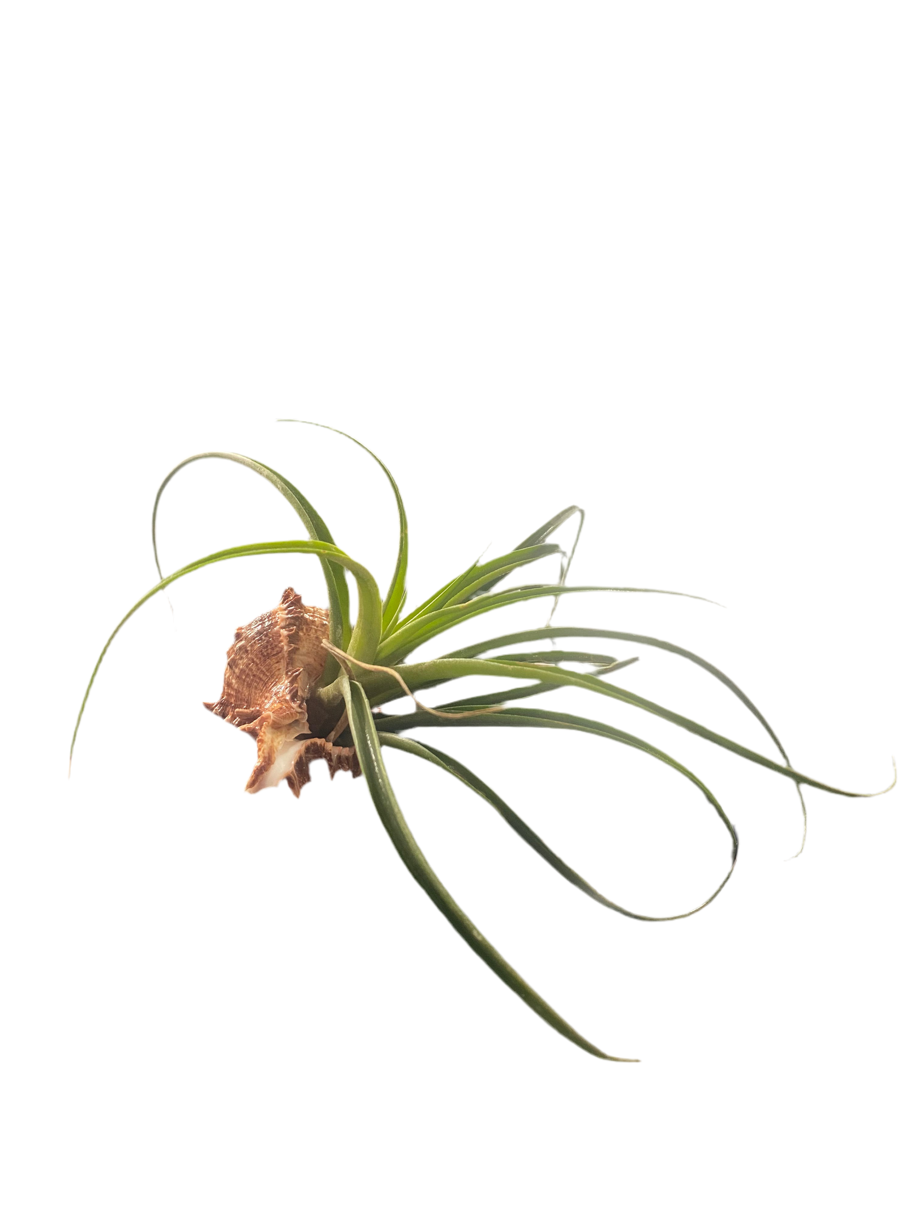 Sea shell air plant