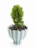 Artisan Pot Plant — Christmas “Mini Tree”