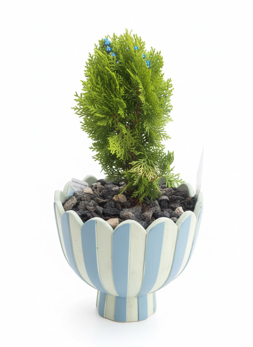 Artisan Pot Plant — Christmas “Mini Tree”