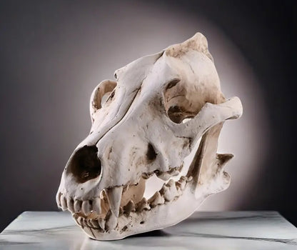 Resin Wolf Skull