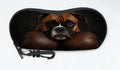 Boxer Soft Glasses Case