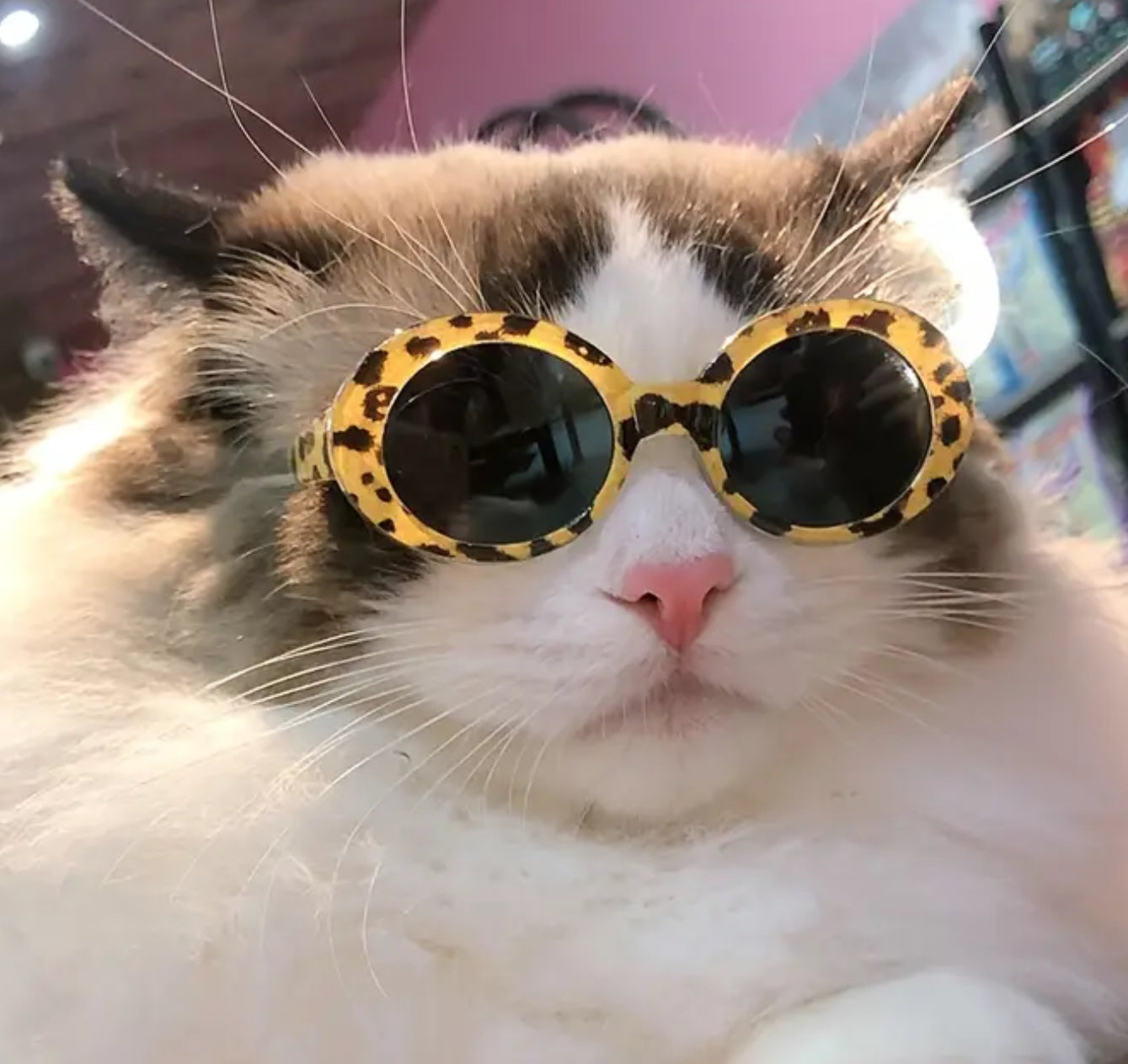 Lunettes pour petits animaux