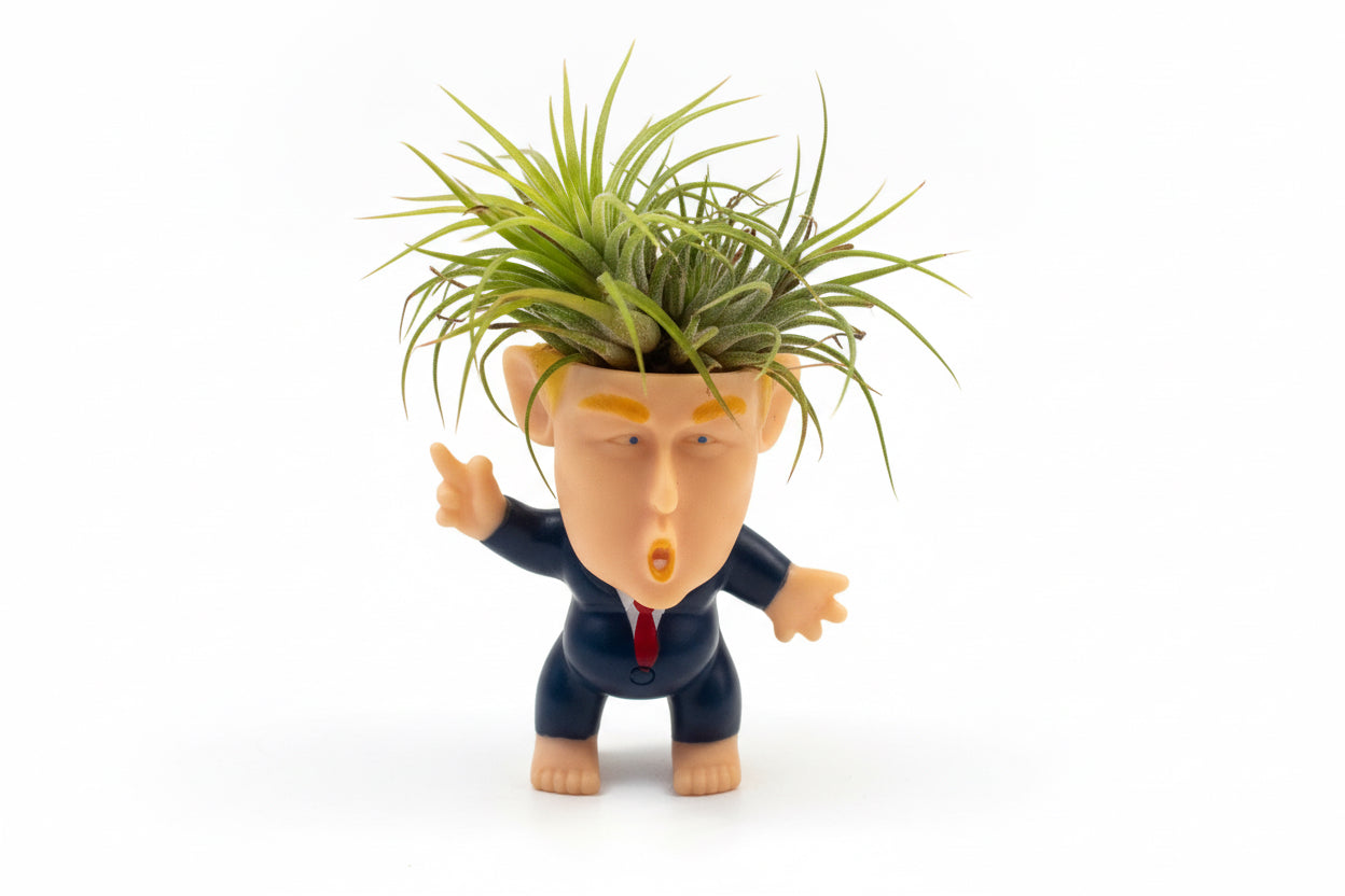 Donald Trump Air Plant