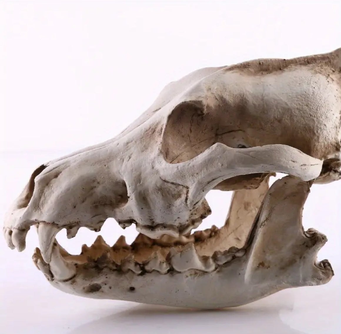 Resin Wolf Skull