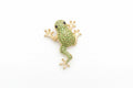 Diamanté Frog Brooch