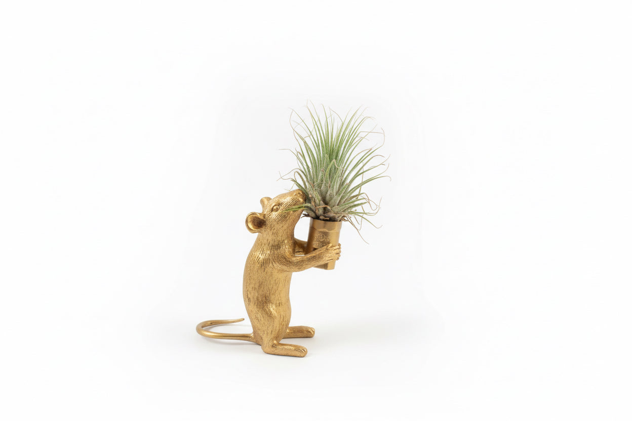 Gold Rat with Living Plant