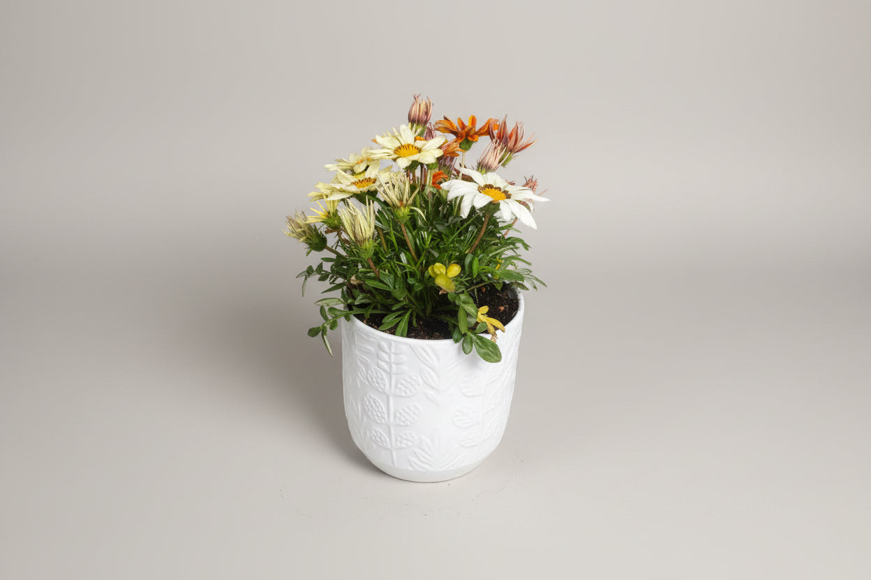 Gazania Plant in Ceramic Pot