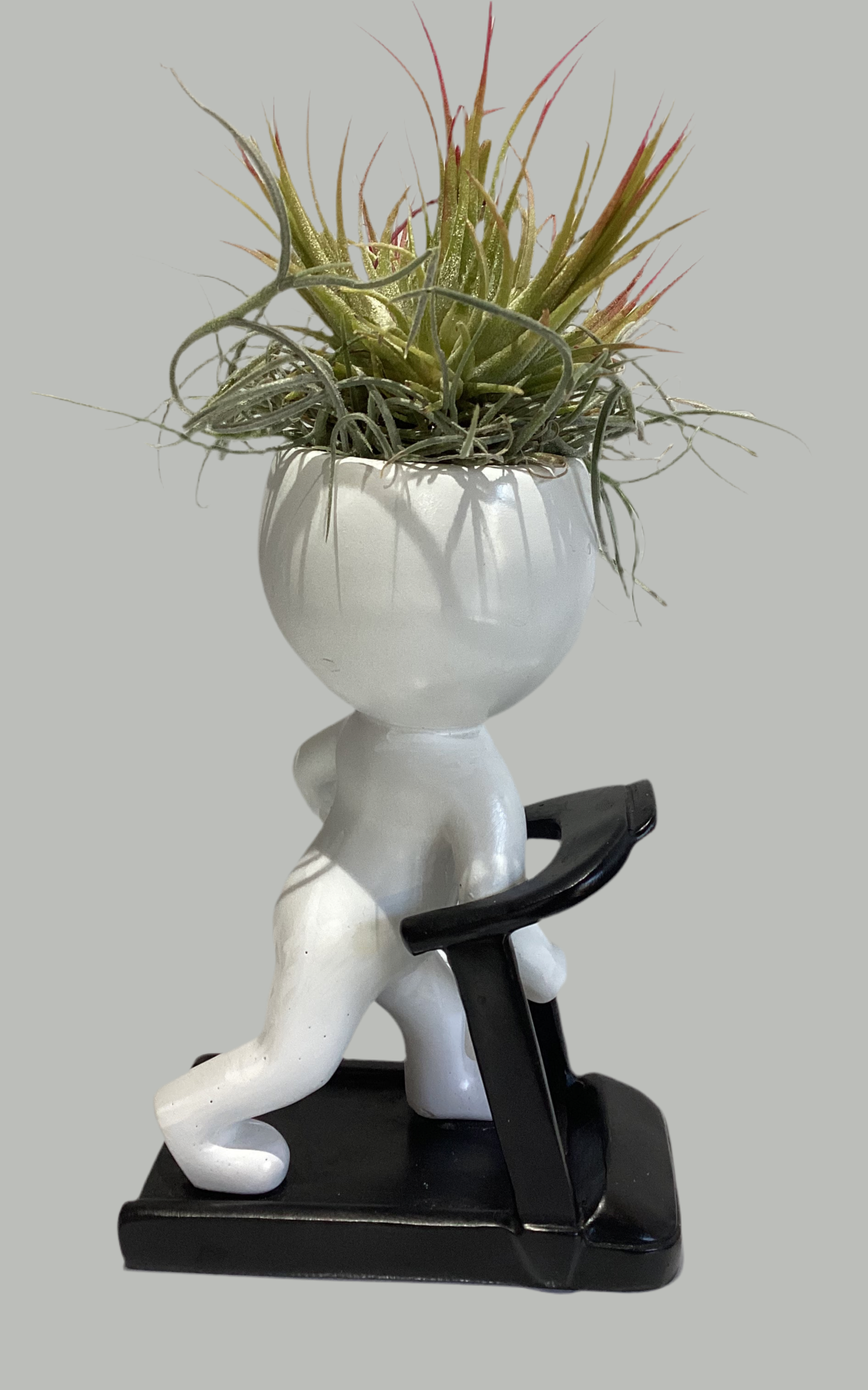 Man on Treadmill Air Plant