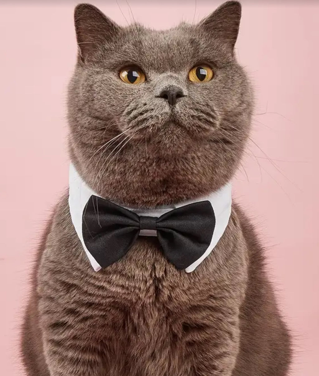 Collier nœud papillon pour animaux de compagnie