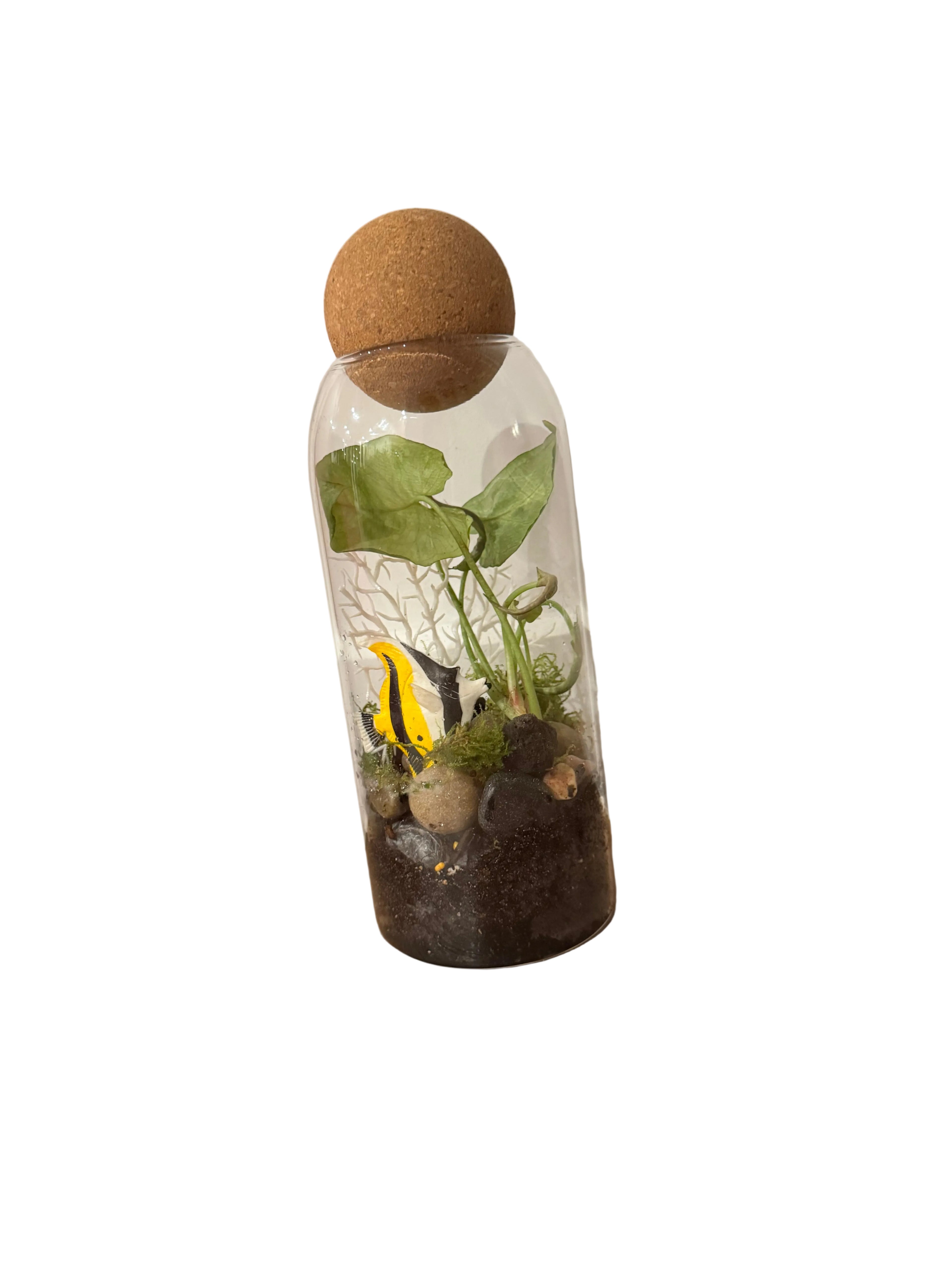 Barrier Reef Terrarium