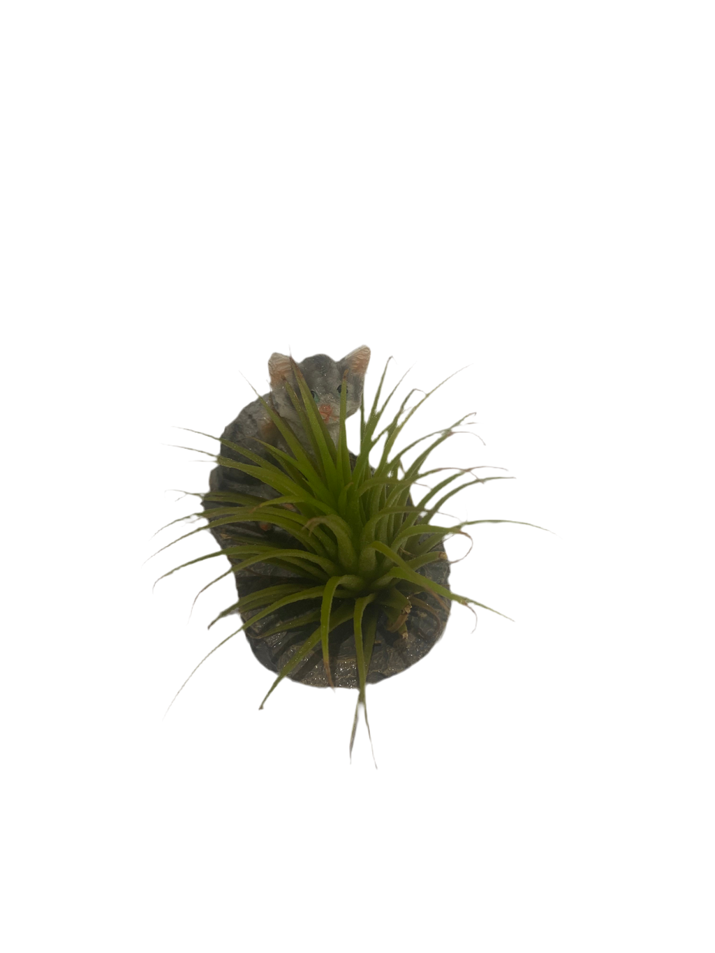Air plant with cat