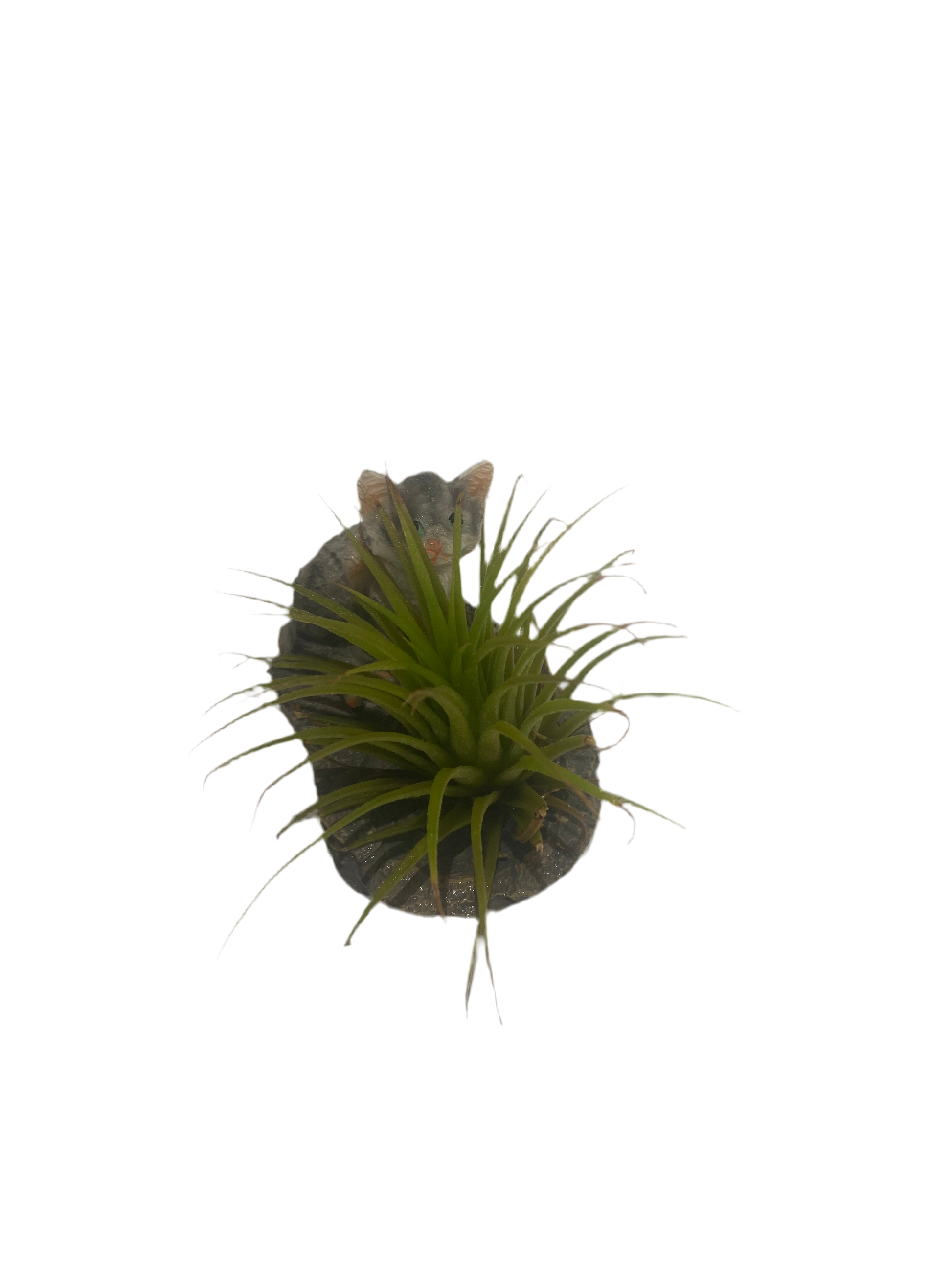 Air plant with cat