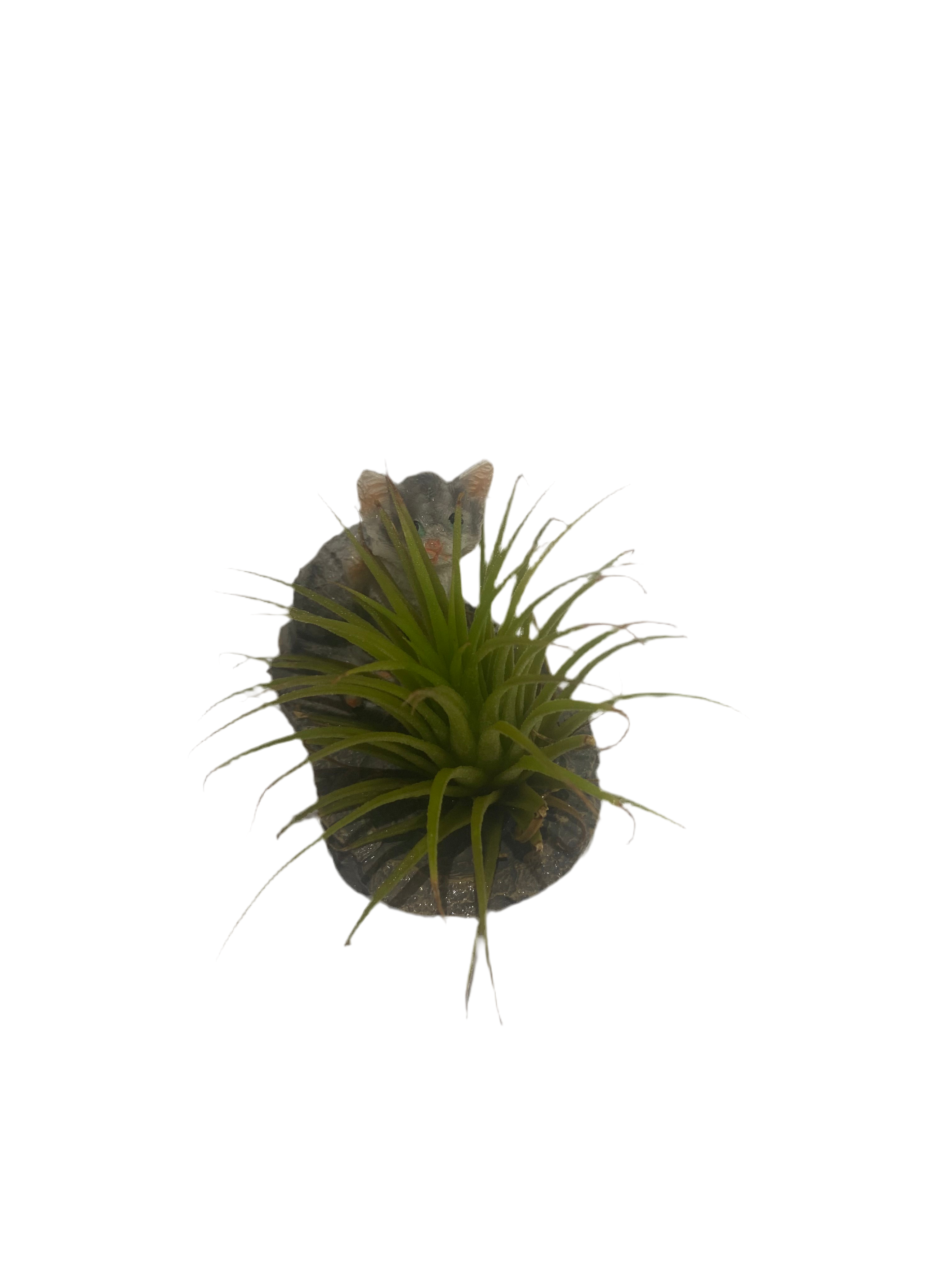 Air plant with cat