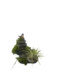 Air Plant with Bird