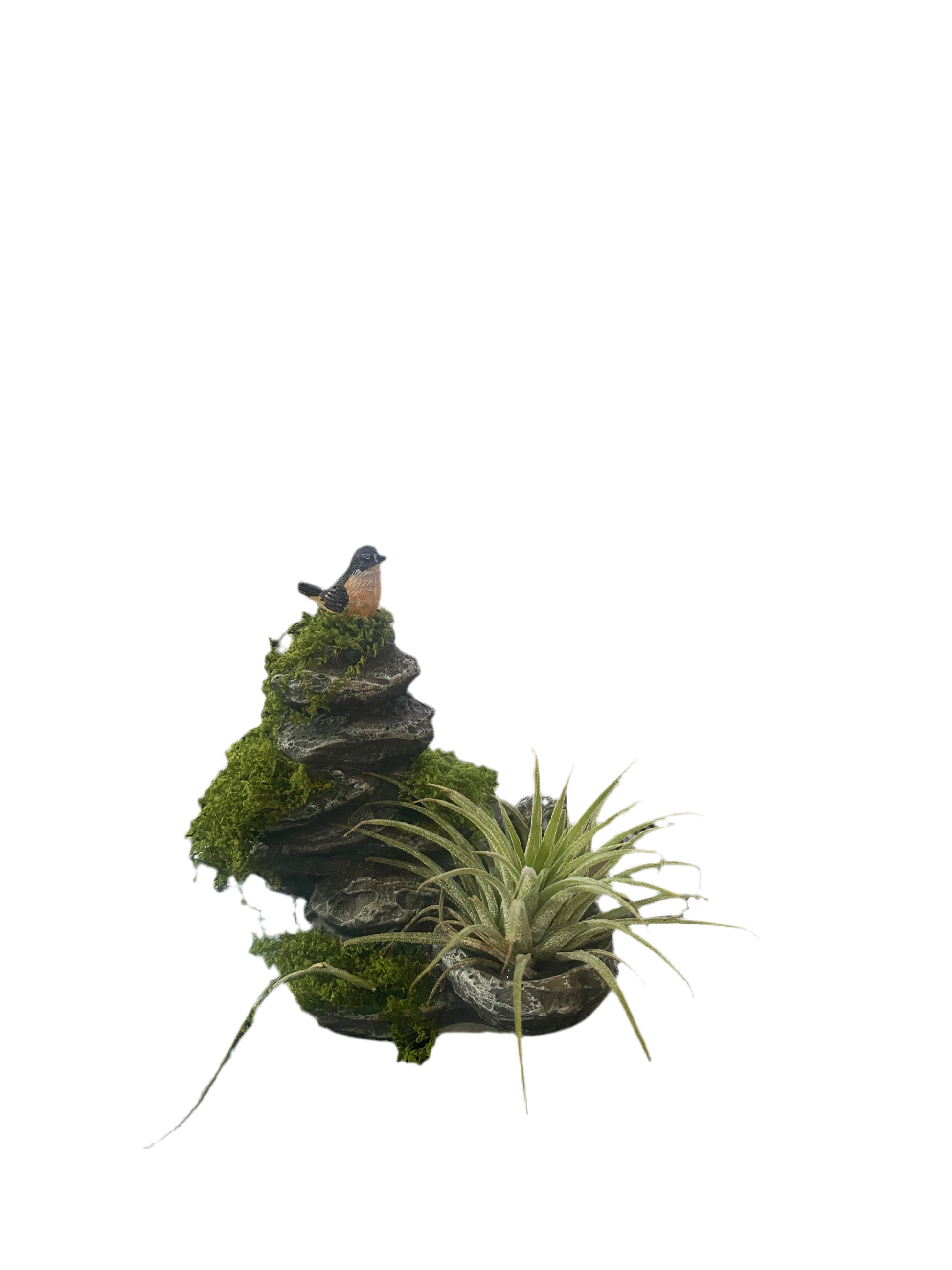 Air Plant with Bird