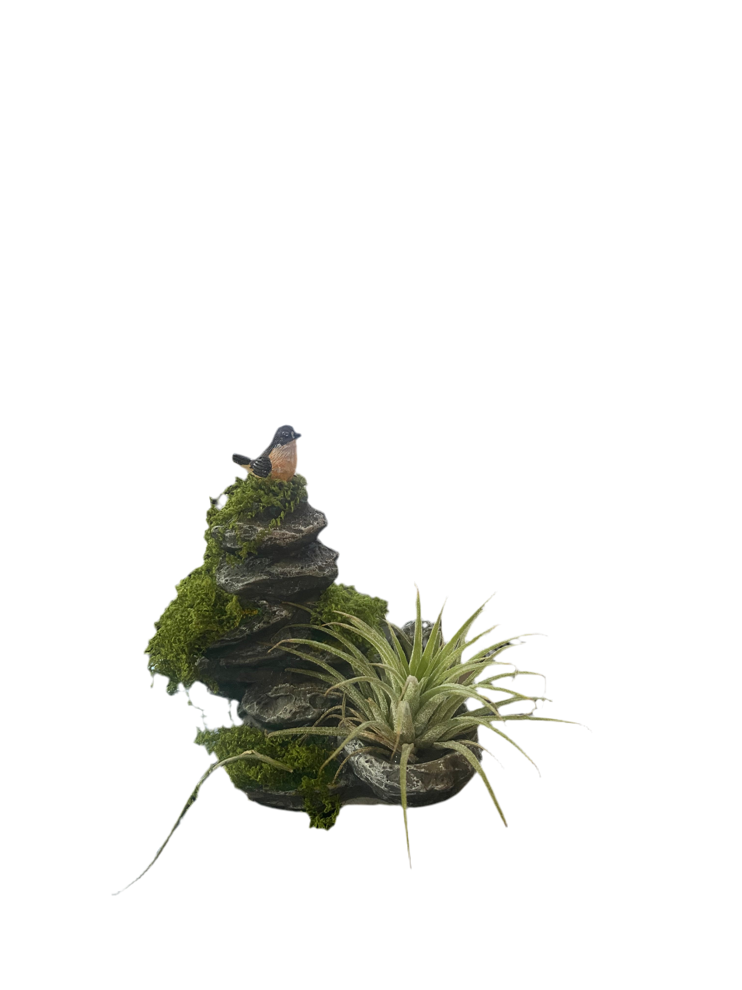 Air Plant with Bird