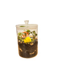 Barrier Reef Terrarium