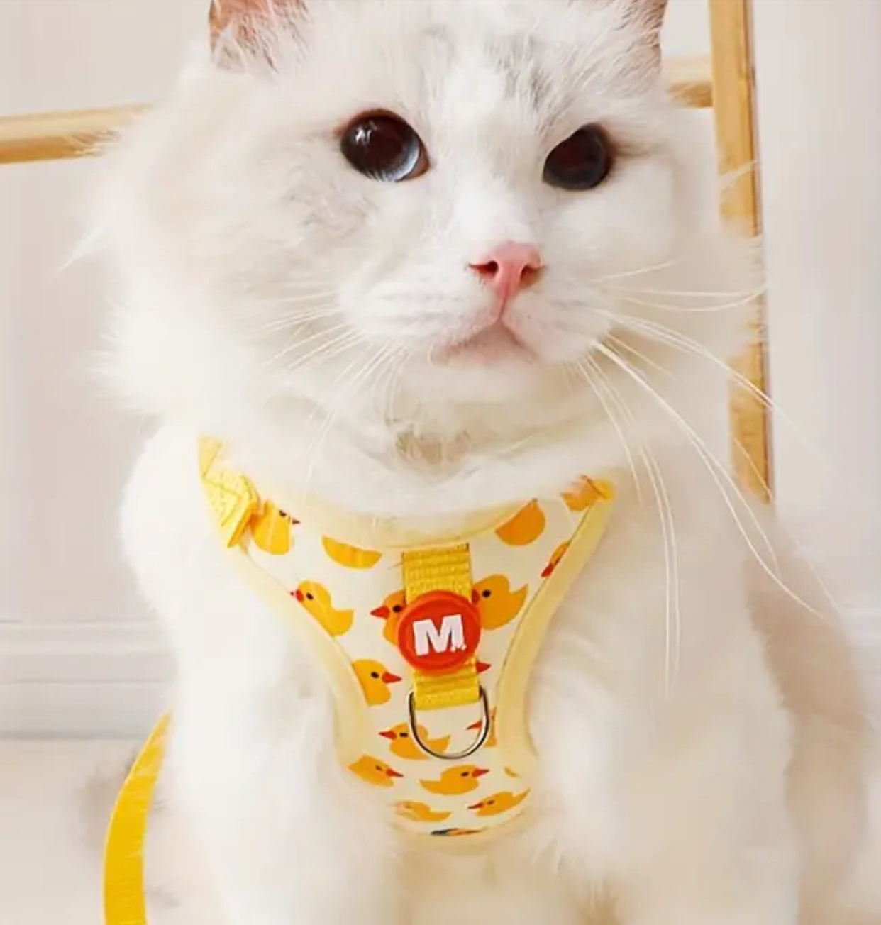 Yellow duck harness and matching leash