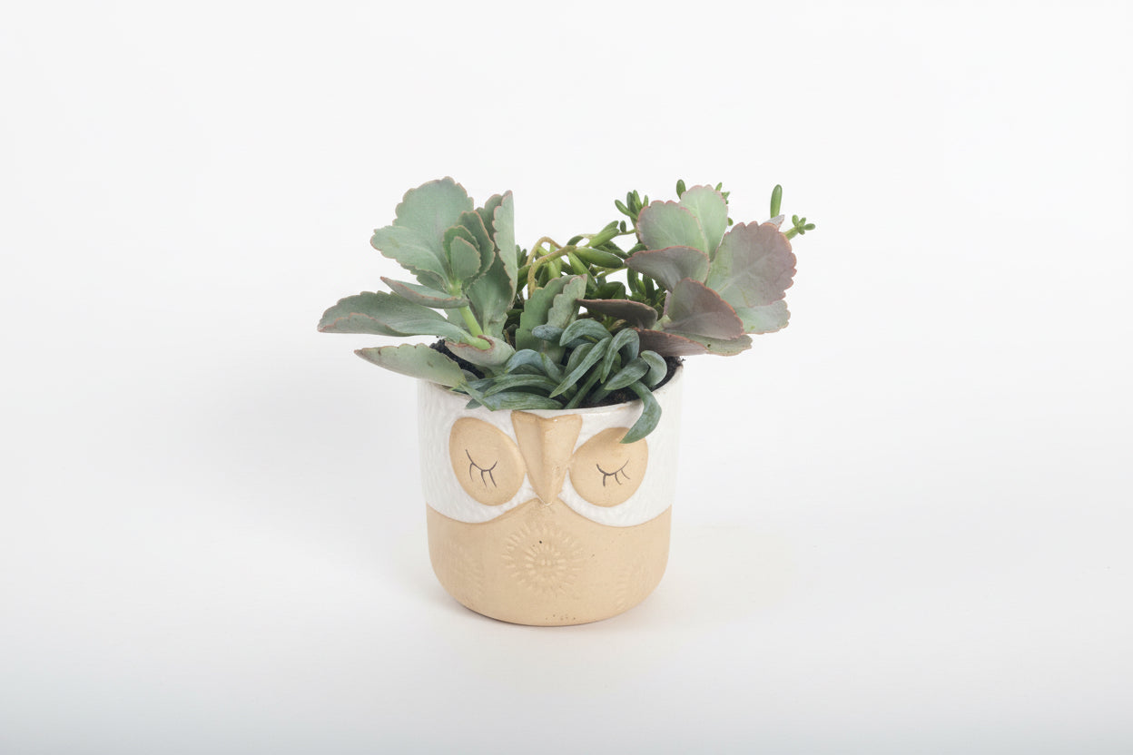 Succulent Plant in Owl Planter