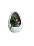 “Peeking Flamingo” Succulent Plant